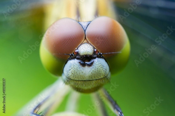 Obraz Dragonfly Macro Close Up