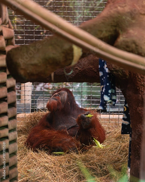 Obraz chimp in the zoo