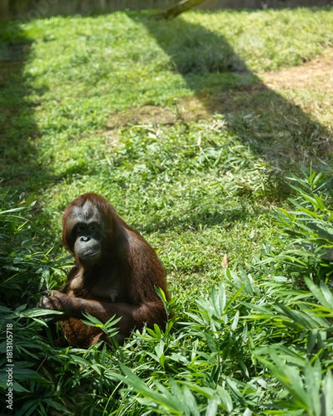 Obraz chimp in grass