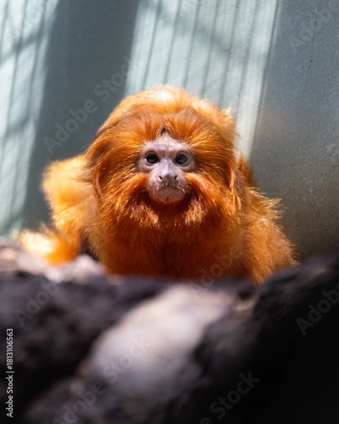 Obraz golden monkey in a tree