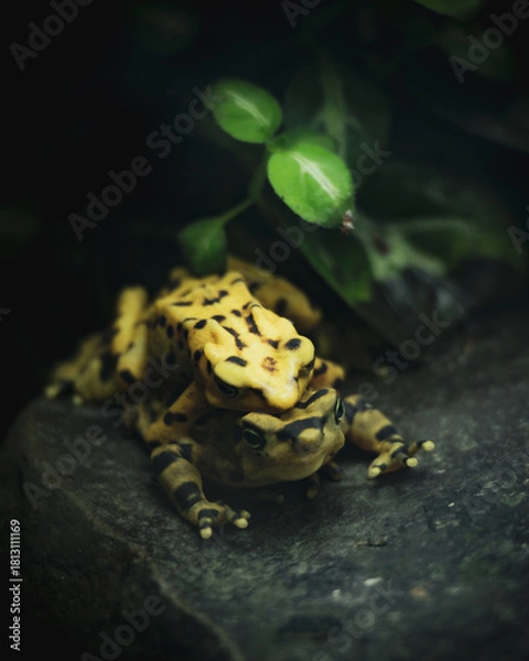 Obraz two frog on a stone 