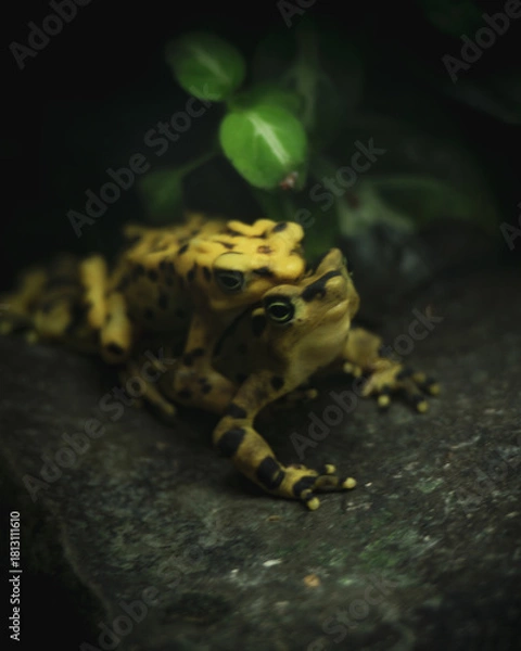 Obraz two frogs matting on a stone 