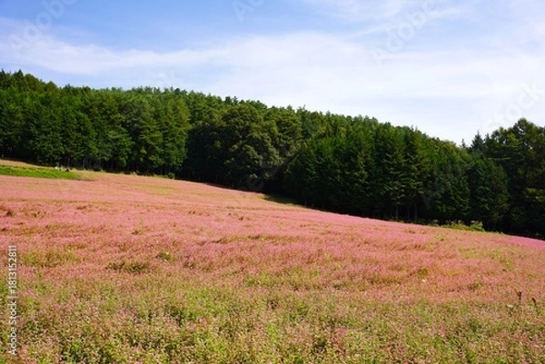 Fototapeta 信州　赤ソバの里　満開の蕎麦畑