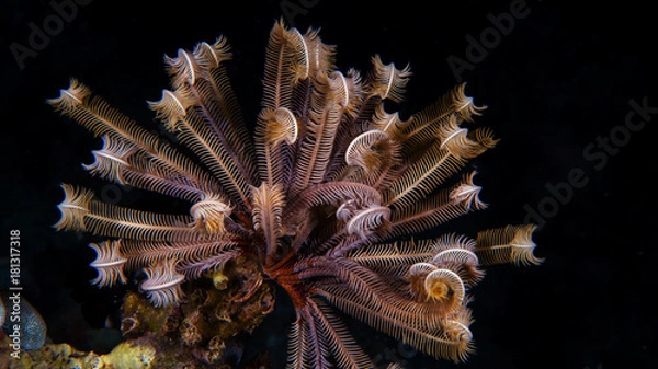 Fototapeta Haarstern beim einrollen