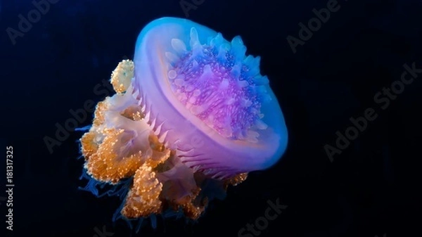 Obraz Meduza królewska