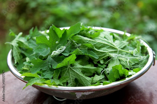 Obraz Green bittergourd leaf fresh ingredients