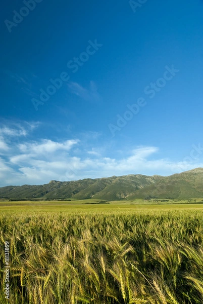 Obraz Green wheat or barley field