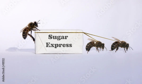 Obraz sugar express