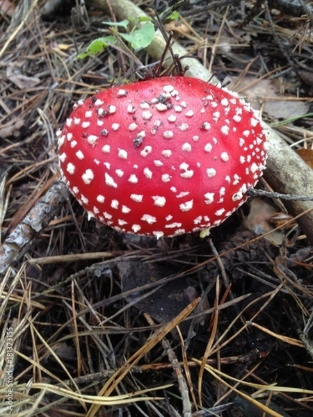 Obraz Fly agaric mushroom in a forest