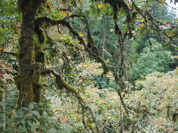 Obraz Oregon trees in the Autmn