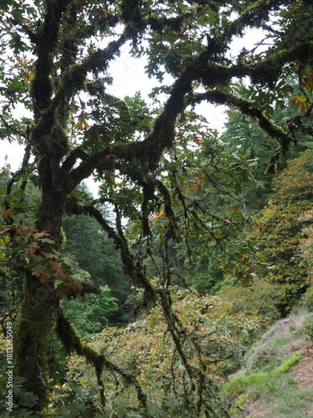 Obraz Oregon trees in the Autmn