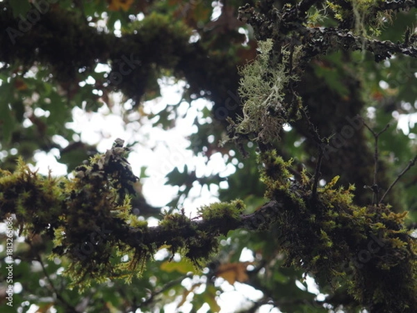 Obraz Oregon trees in the Autmn