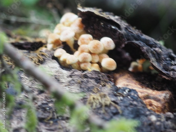 Obraz Mushrooms in the Forrest