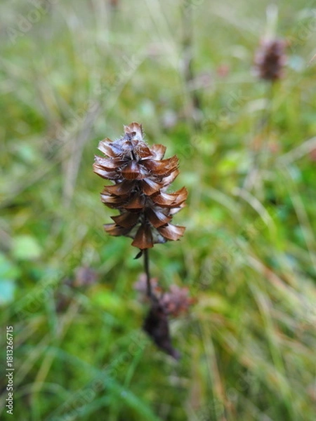 Obraz Dry Cone Flower