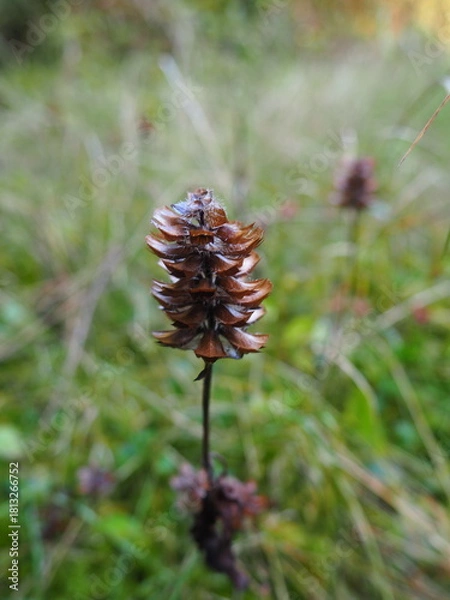 Obraz Dry Cone Flower