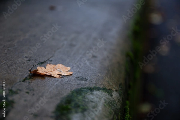Obraz Autumn Leaf Fallen On The Ground