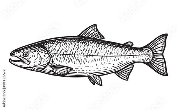 Fototapeta Salmon Fish Engraving Vector Illustration