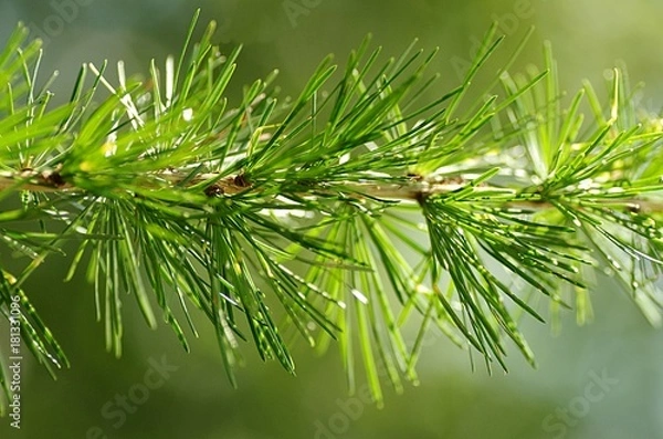 Obraz Lärche Close-up, Ast, Baum