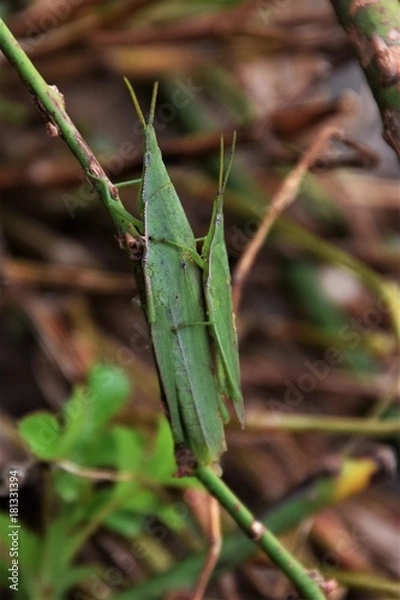 Fototapeta オンブバッタ