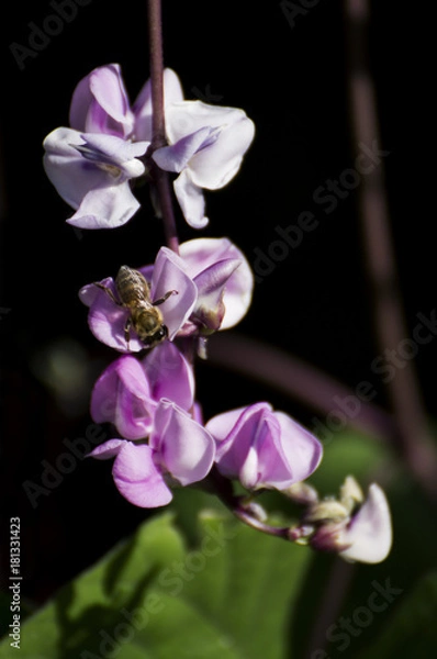 Fototapeta Magical pea. The bee attracted by the scent of the flower.