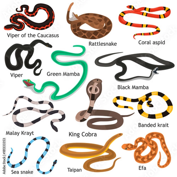 Fototapeta Different poison snakes color flat icons set
