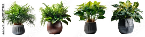 Fototapeta Elegant indoor plants arrangement isolated on transparent background