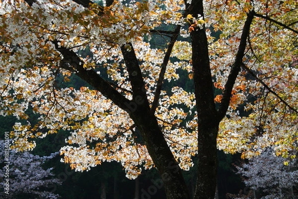 Obraz 逆光で撮影した満開の山桜