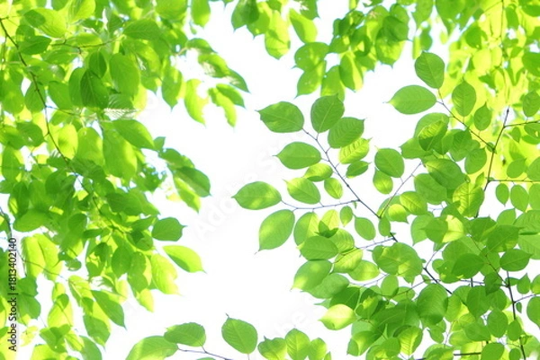 Obraz 色鮮やか青葉　白背景