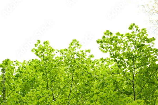 Obraz 色鮮やかな新緑の葉　白背景