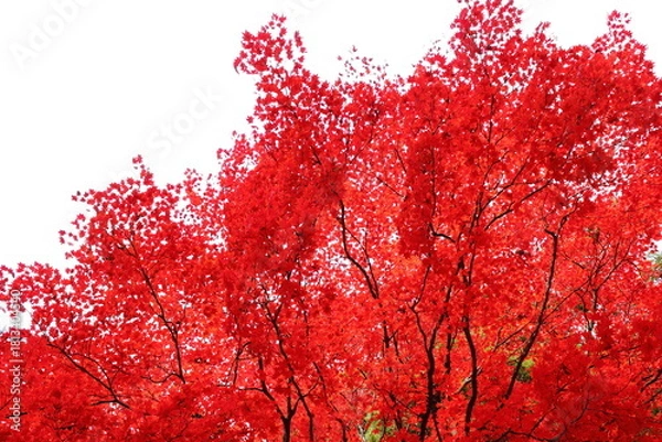 Obraz 真っ赤に色づいたカエデ　白背景