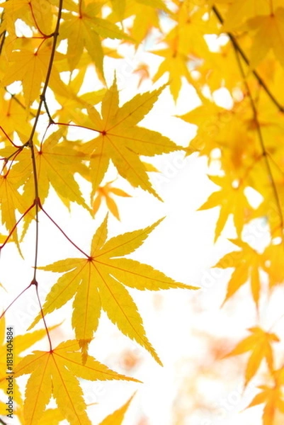 Obraz 黄葉したカエデの葉のクローズアップ　白背景