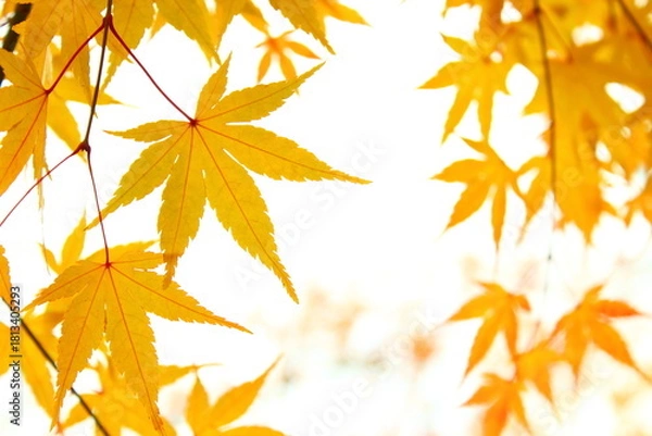 Obraz 黄葉したカエデの葉のクローズアップ　白背景