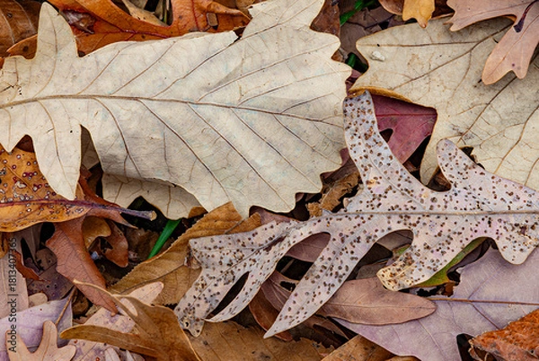 Obraz 741-76 Oak Leaf Pair