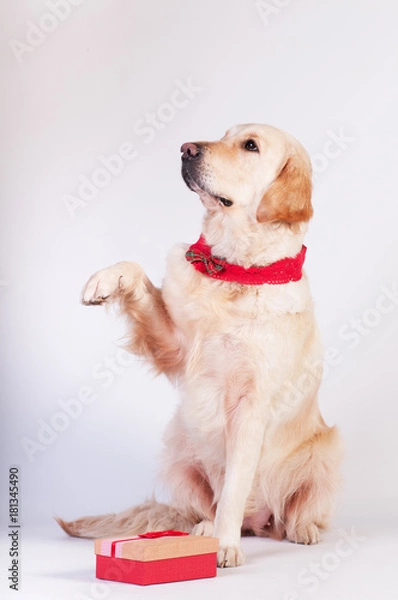 Obraz Golden retriever in Christmas style