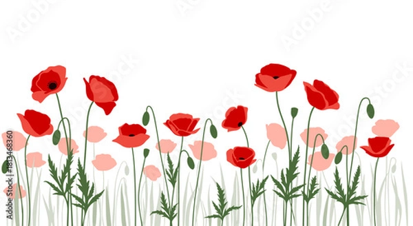 Obraz A horizontal banner of red poppies and buds on thin green stems against a white background.