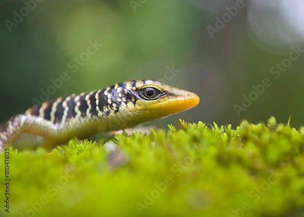 Fototapeta lizard on the grass