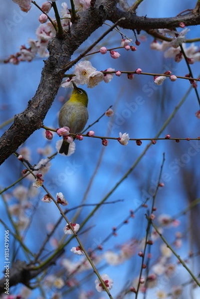 Fototapeta bird on a branch