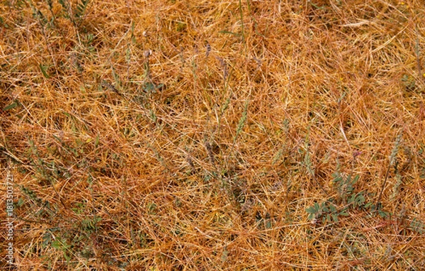 Fototapeta Yellow grass creeping along the ground.