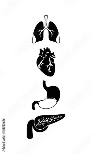 Obraz Anatomical Illustrations of Heart, Lungs, Stomach, and Pancreas