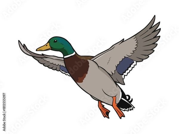 Obraz Flying Mallard Duck Vector Illustration, Flying Duck Graphic Design