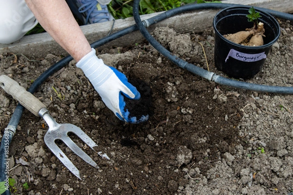 Obraz Adding compost to soil hole before planting dahlia tuber