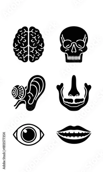 Obraz Black and white human anatomy icons set featuring brain, skull, ear, eye, mouth and facial structure