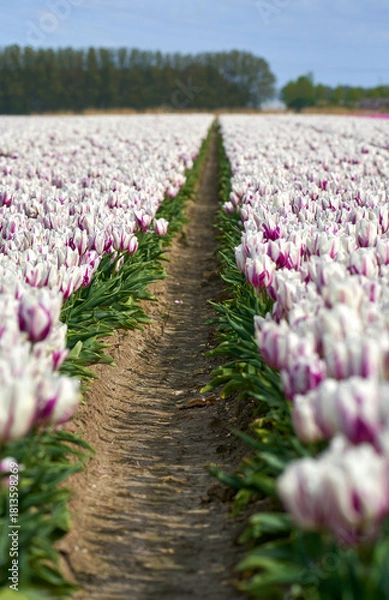 Fototapeta Between the rows of blooming motley tulips