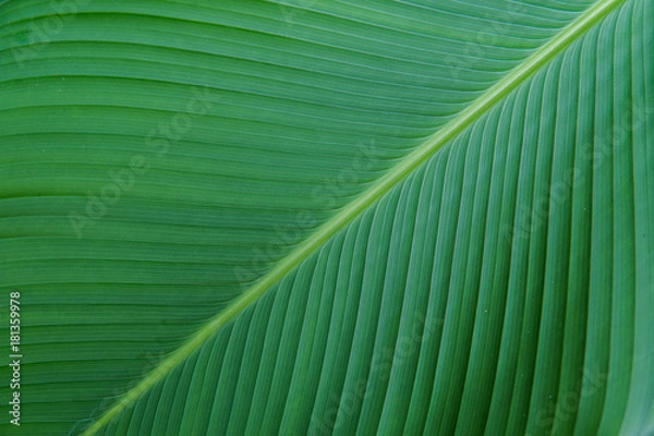 Obraz green leave texture