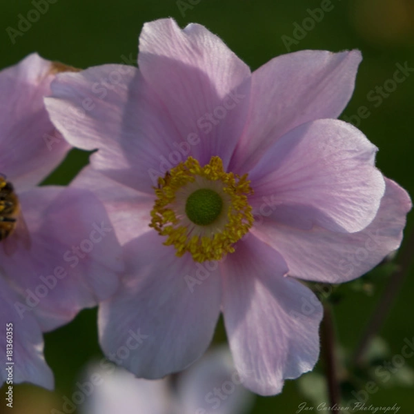 Obraz Anemone Close up