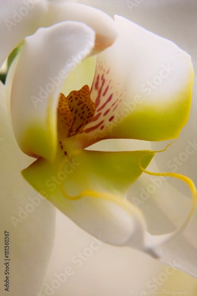 Obraz Orchid Close Up