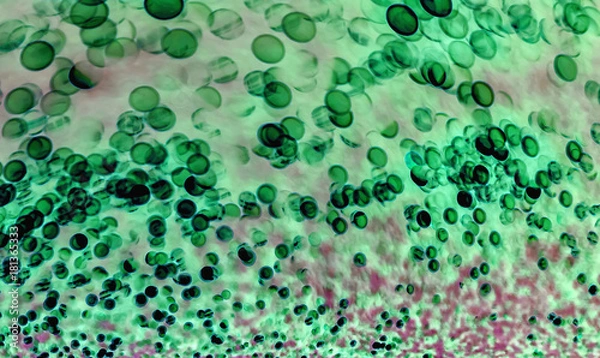 Obraz bacteria under the microscope background