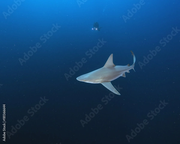 Obraz Sandbar Shark (Florida)