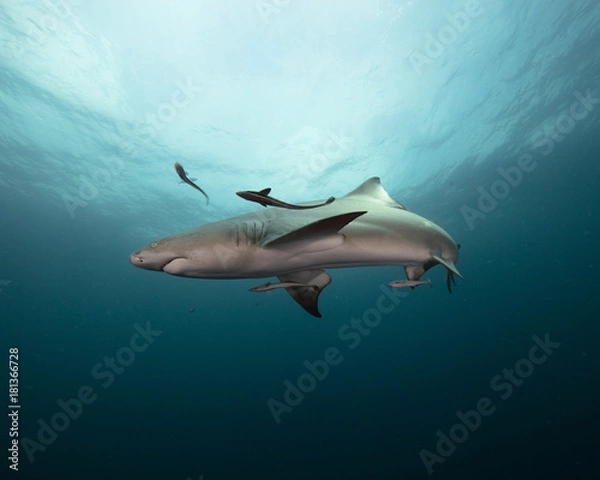 Obraz Lemon Shark (Florida)