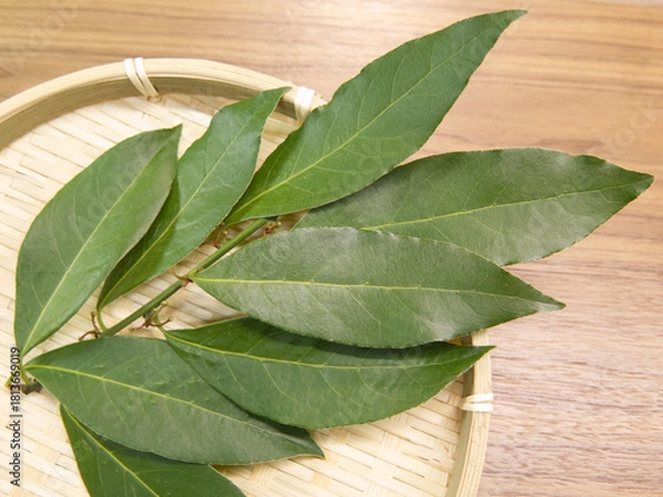 Obraz ローリエの生葉